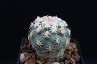 Sclerocactus mesae-verdae SB 1010